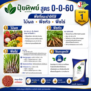 ปุ๋ยเคมี 0-0-60 ปุ๋ยหวาน ปุ๋ยลงหัว ปุ๋ยสร้างหัว ปุ๋ยขยายลูกขยายหัว