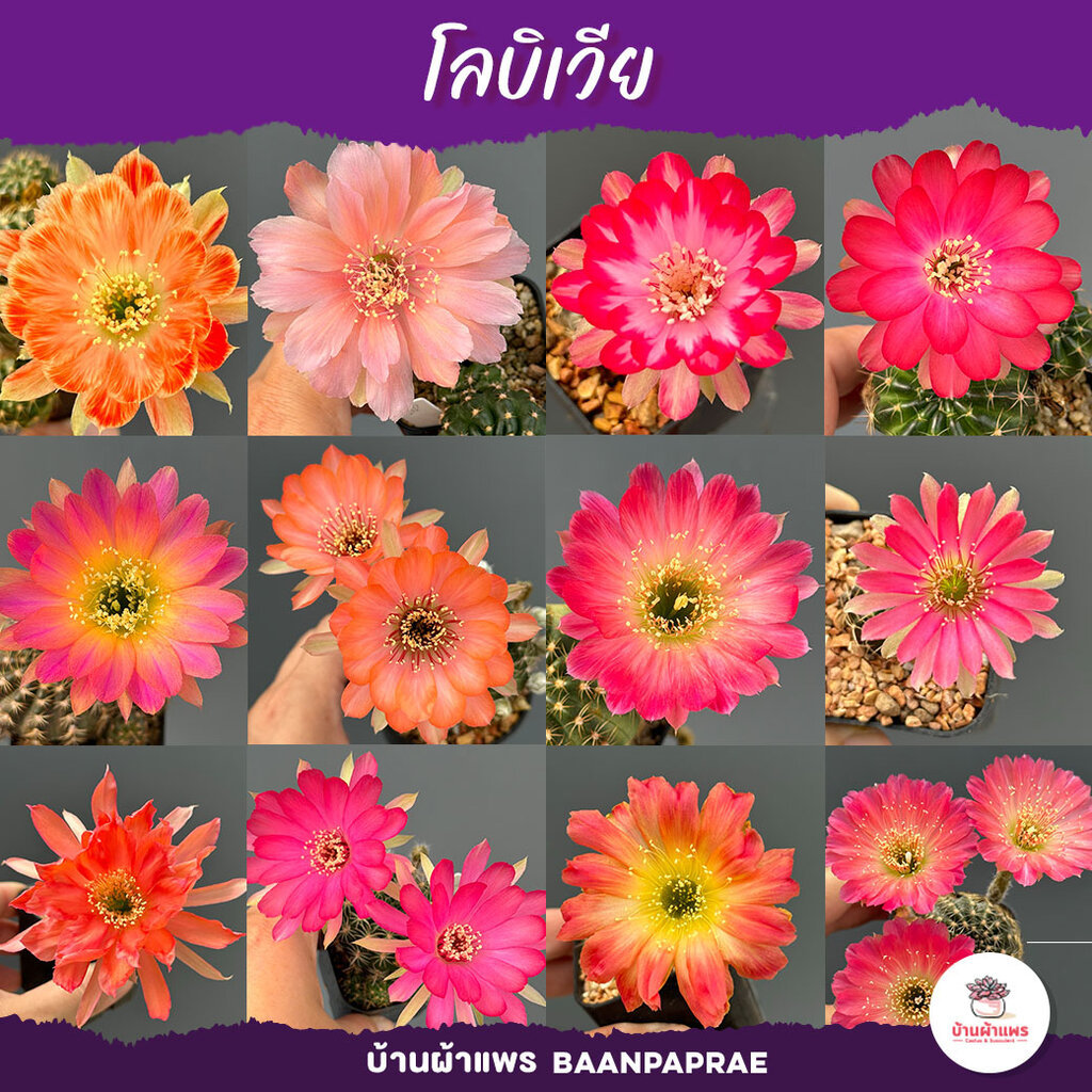 โลบิเวีย Lobivia แคคตัส กระบองเพชร cactus&succulent