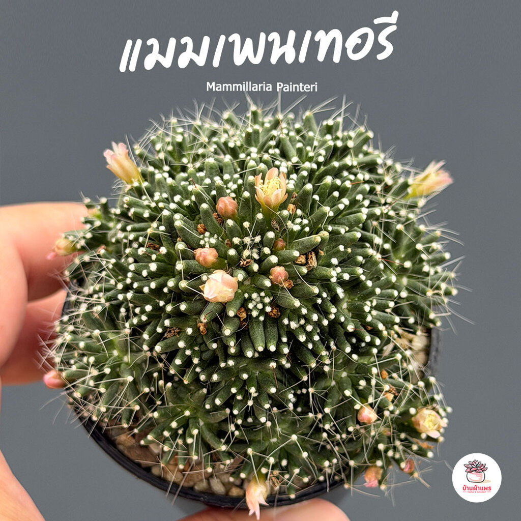แมมเพนเทอรี Mammillaria Painteri แคคตัส กระบองเพชร cactus&succulent