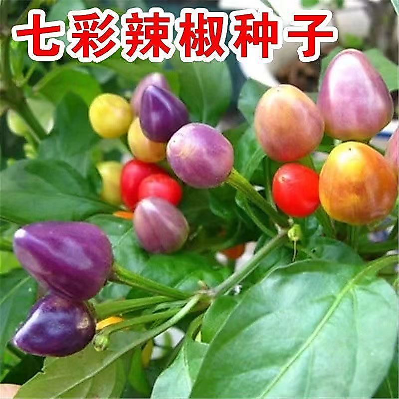 现货热卖七彩椒种子春季广西五彩椒辣椒种籽阳台观赏盆栽四季蔬菜种籽Colorful pepper seeds, spring season, Guangxi five-color pepper chil