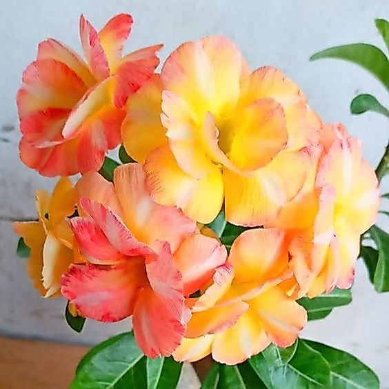 5 เมล็ด ชวนชม กุหลาบทะเลทราย ไต้หวัน สายพันธุ์ Orange Bloom สีส้ม Adenium obesum