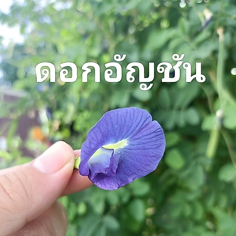 ดอกอัญชันสด*10กรัม มีประมาณ33-35ดอก เก็บสดจากสวน