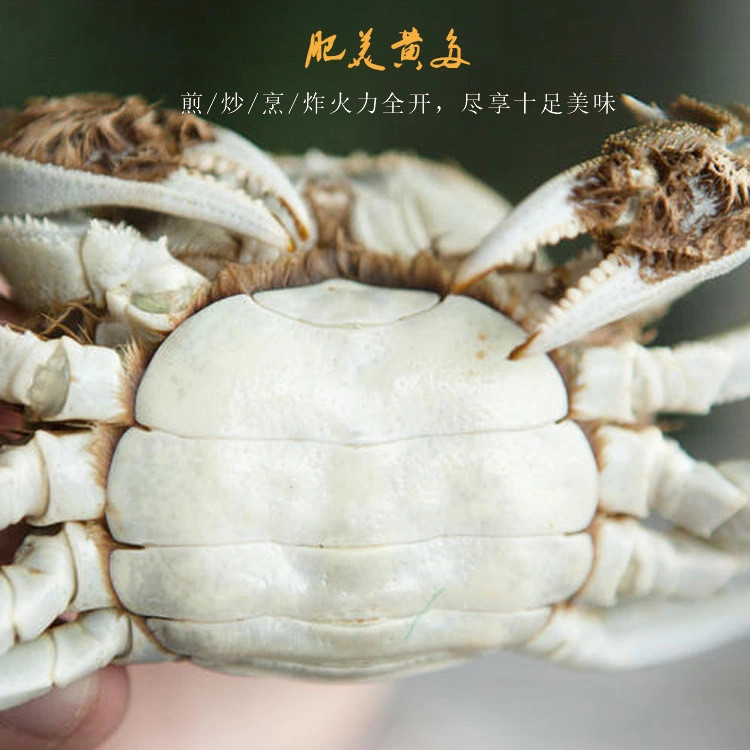 Hairy Crab Crab Fresh Gift Box Gift Crab Card Pickup Card Gift Voucher รับสมัครตัวแทน