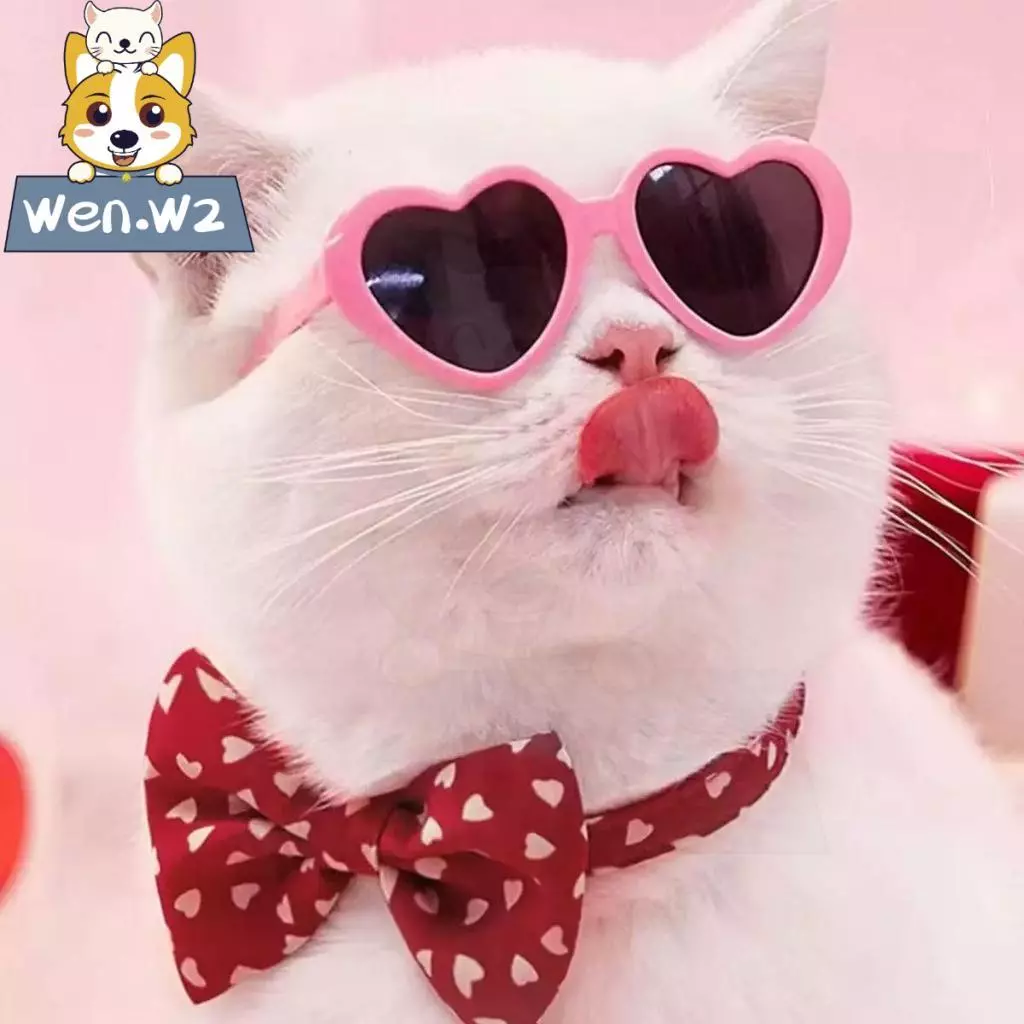 wen.W2 🐱🐶แว่นกันแดดสุนัขแมว แว่นตาสัตว์เลี้ยง ตุ๊กตาแมว แว่นตาดอกทานตะวันเล็ก