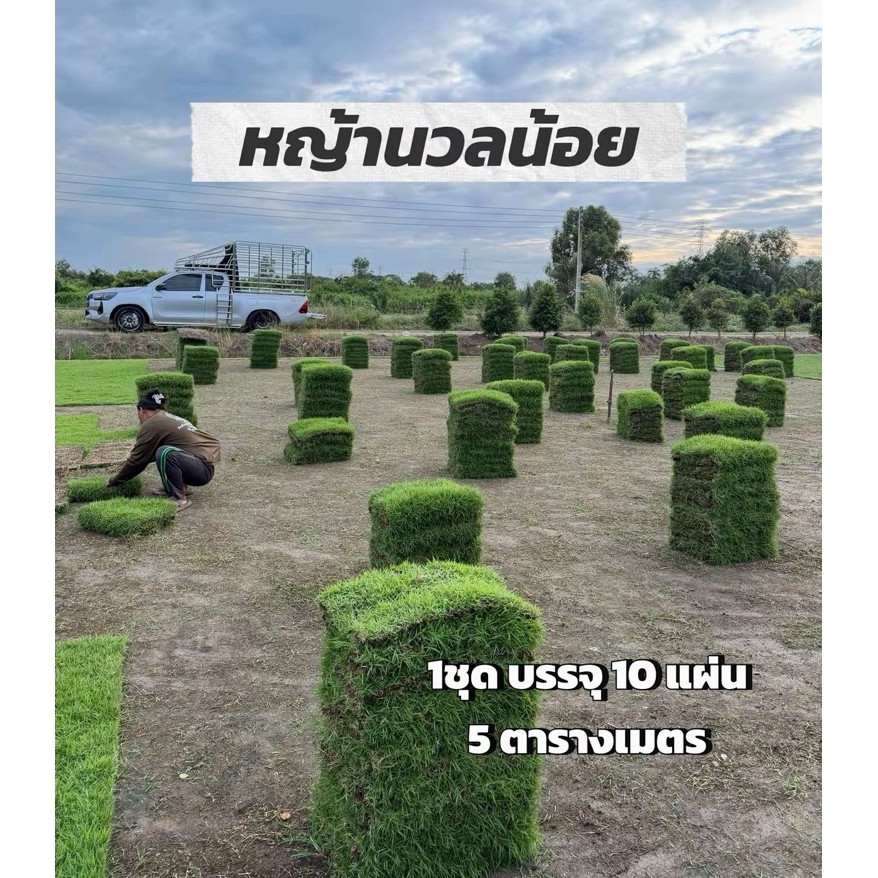หญ้านวลน้อย 1ชุด 10 แผ่น ปลูกได้ 5 ตารางเมตร หญ้าตัดใหม่ตามออเดอร์(ขนาด50x100ซม.)หญ้าจริง