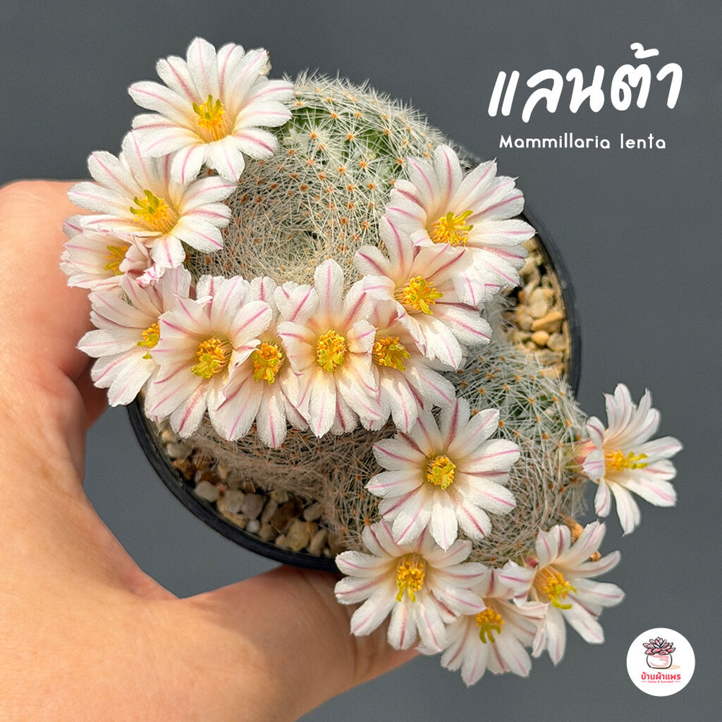 แลนต้า Mammillaria lenta แคคตัส กระบองเพชร cactus&succulent