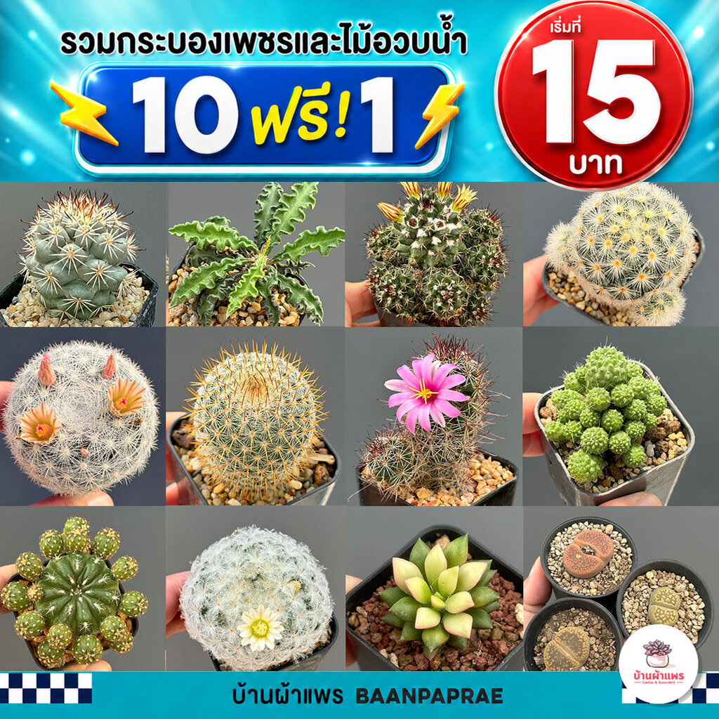 รวมกระบองเพชรและไม้อวบน้ำ หลายสายพันธุ์ ส่งทั้งกระถาง กุหลาบหิน cactus&succulent