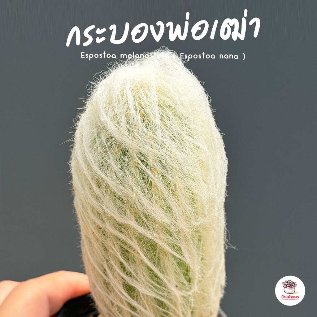 กระบองพ่อเฒ่าคริส Espostoa lanata cristata แคคตัส กระบองเพชร cactus&succulent