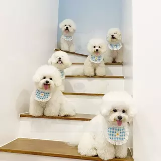 wen.W2 🐶🐱ผ้าบิบกันเปื้อนน้องหมาน้องแมว ลายคาวาอิ หน้าร้อน ระบายอากาศ ปรับได้ น่ารักสุดๆ💦