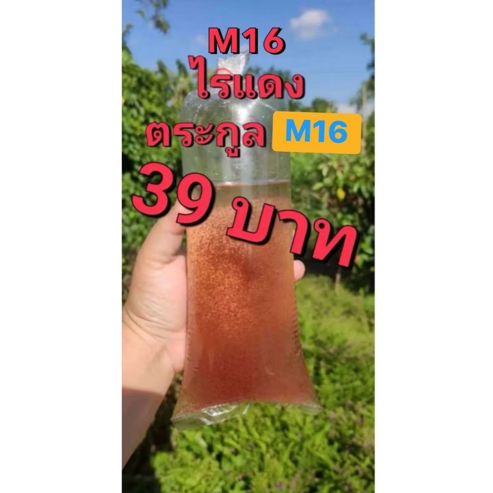 ไรแดง M16  สายพันธุ์พัฒนา ขยายตัวเร็ว ทน อึด ว่ากันว่าที่สุดของไรแดง