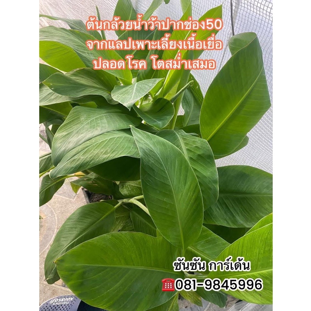 ต้นกล้วยน้ำว้าปากช่อง 50 🌿จำนวน 10 ต้น จุดเด่น 📌เครือใหญ่ จำนวนหวีมาก 10-13 หวี จำนวนลูกเยอะ ผลยาว📌ไซส์ใหญ่ 3 เดือน
