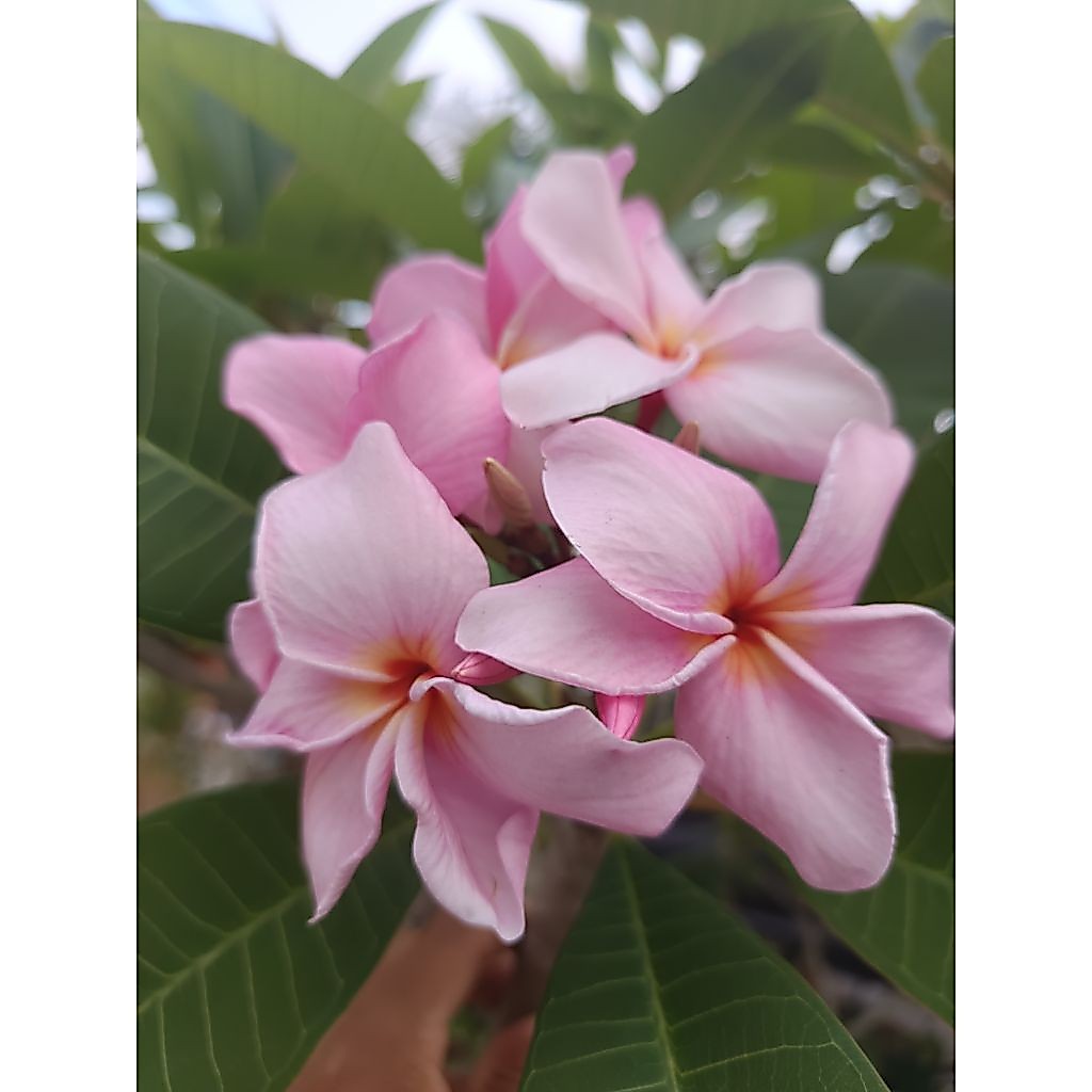 ลีลาวดีสีชมพูดอกหอมตัดสดสำหรับปักชำ2กิ่ง65บาท