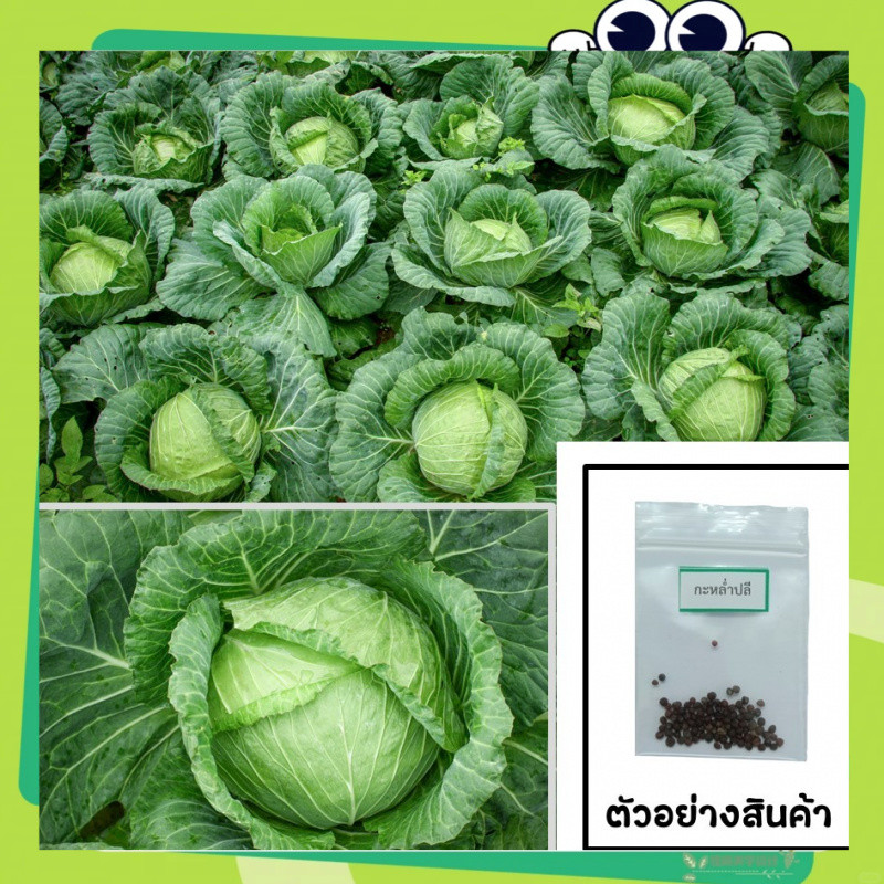 เมล็ดกะหล่ำปลี 150 เมล็ด เลือกของแถมได้ คิดถึงเมล็ดผัก คิดถึง (CABBAGE SEEDS)