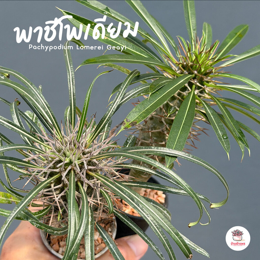 พาชีโพเดียม ลาเมอริไอ เกยี่ Pachypodium Lamerei Geayi ต้นปาล์มแห่งมาดากัสการ์ ไม้จัดสวน ไม้อวบน้ำ กุหลาบหิน Cactus&Su...