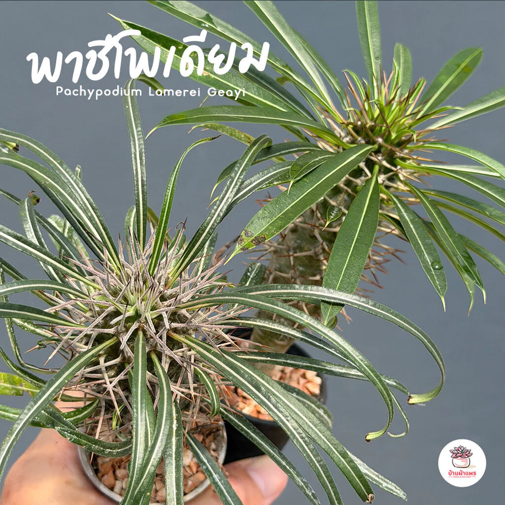 พาชีโพเดียม ลาเมอริไอ เกยี่ Pachypodium Lamerei Geayi ต้นปาล์มแห่งมาดากัสการ์ ไม้อวบน้ำ กุหลาบหิน Cactus&Succulent