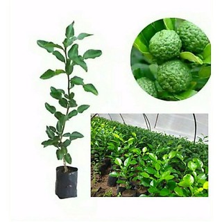 Bibit jeruk purut bumbu
