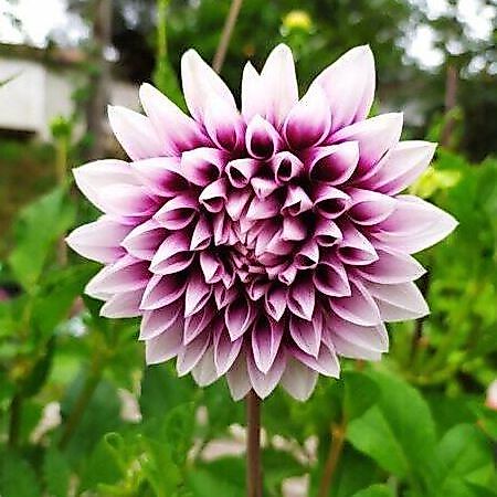 25 เมล็ด ดาร์เลีย Mystery Dahlia สายพันธุ์ยุโรป ดอกรักเร่ Dahlia