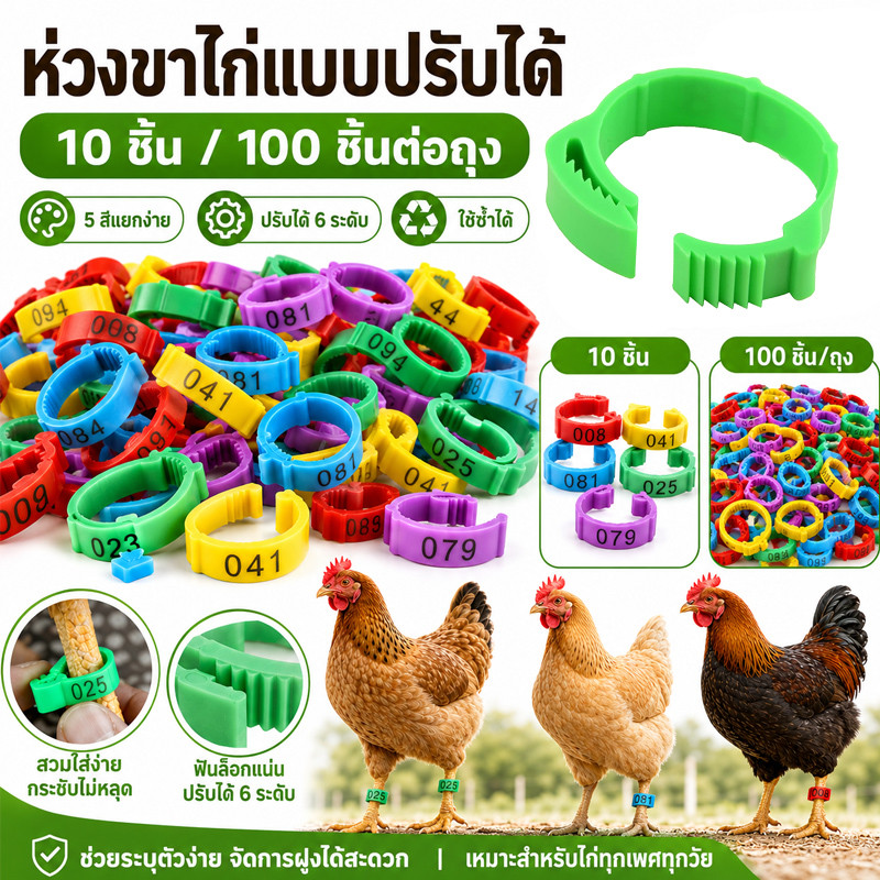 ราคาส่ง ห่วงขาไก่ ปรับขนาดได้ ส่งจากฟาร์มสมุทรปราการ ไก่
