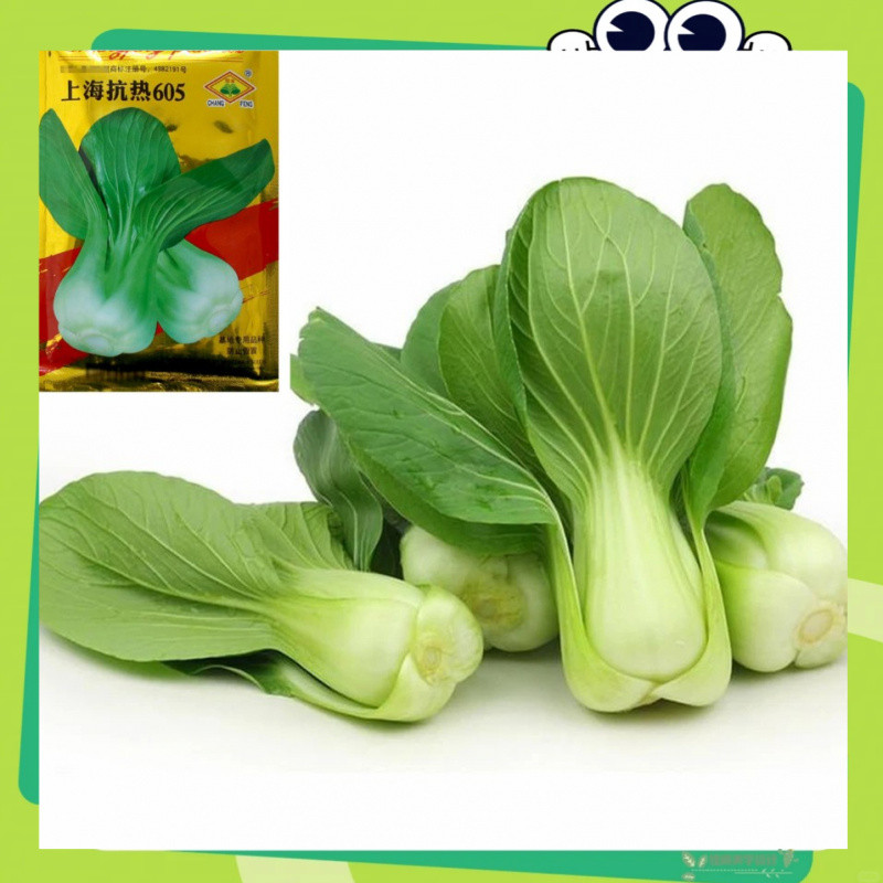 เมล็ดผักกวางตุ้งฮ่องเต้  500+เมล็ด ผักกวางตุ้งฮ่องเต้ทนร้อน"605"(pak choi seeds)