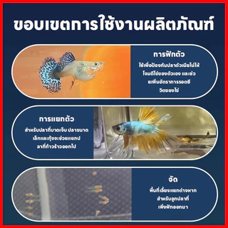 กล่องแยกปลา กล่องแยกเลี้ยงปลา ตาข่ายแยกปลา ฟักไข่ แยกปลาป่วย แยกลูกกุ้ง ปลากัด ลูกปลา ทนทานใช้งานได้ดี