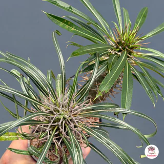 พาชีโพเดียม ลาเมอริไอ เกยี่ Pachypodium Lamerei Geayi ต้นปาล์มแห่งมาดากัสการ์ ไม้อวบน้ำ กุหลาบหิน Cactus&Succulent