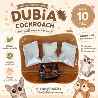 DUBIA COCKROACH แมลงสาบดูเบีย สเตอริไลซ์ (Sterilization) แมลงสำหรับ ชูการ์ กระรอก เม่นแคระ บุชเบบี้ สัตว์เลี้ยงกินแมลง