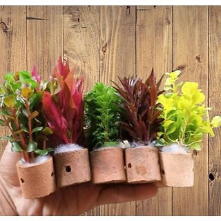 Paket Tanaman Aquascape - Paket Campur Tanaman Aquascape - Paket Tanaman Aquarium Isi 5 Pot - Paket Tanaman Hidup Aquarium hiasan akuarium dekorasi akuarium