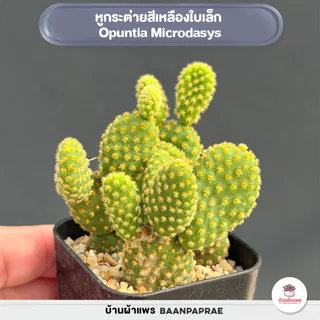 รวมโอพันเทีย หูกระต่าย Mix Opuntia worthia หลายสายพันธุ์ ส่งทั้งกระถาง cactus&succulent