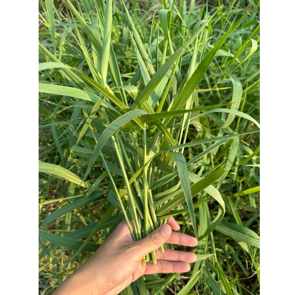 หญ้าขนสด (1KL) ตัดสดๆจากสวน คัดยอดอ่อนสำหรับเลี้ยง กระต่าย วัว ควาย แพะ แกะ หนูแกสบี้  ปลอดสารพิษ