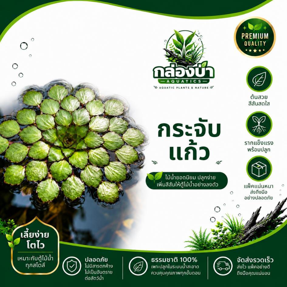 กระจับแก้ว Ludwigia sedioides พืชลอยน้ำ