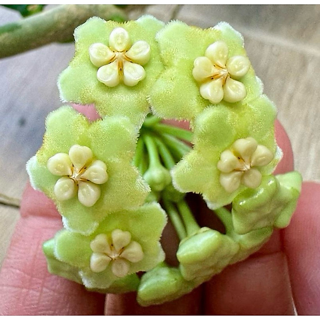 โฮย่าดอกเขียว Hoya sp.(AH-014) ใบอวบน้ำ ดอกสวยขนฟู