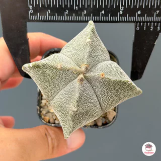 แอสโตรไฟตัม Astrophytum แคคตัส กระบองเพชร cactus&succulent