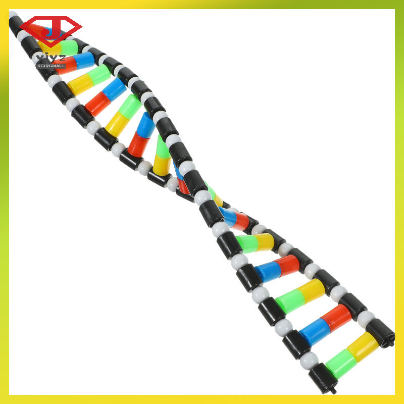 Dna Double Helix Model Kit โมเดลห้องเรียนชีววิทยา การสอนโรงเรียนขนาดใหญ่ yuanjingyouzhang
