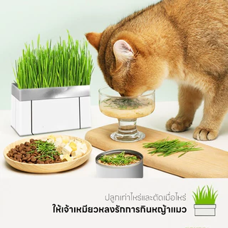 YTL 😻ซื้อ1 แถม1😻 หญ้าแมว พร้อมปลูก ต้นอ่อนข้าวสาลี ออร์แกนิค ปลอดสารเคมี เมล็ดพันธุ์หญ้าแมว ชุดปลูกหญ้าแมว แบบถุง