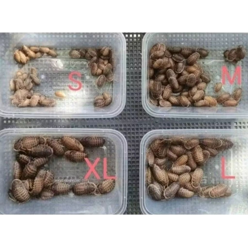 แมลงอาหารสัตว์ อาหารสัตว์ Exotic