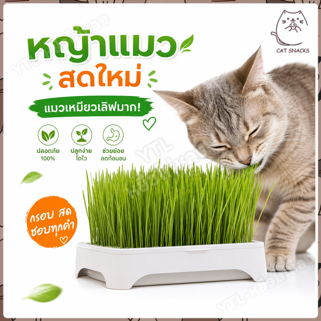 YTL (แถมเมล็ด5ซอง)พร้อมส่ง หญ้าแมว ต้นข้าวสาลีแมว ชุดปลูกข้าวสาลี เสริมสร้างภูมิคุ้มกัน ปลูกง่าย โตไว