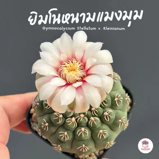 รวมยิมโน Gymnocalycium Mix แคคตัส กระบองเพชร cactus&succulent