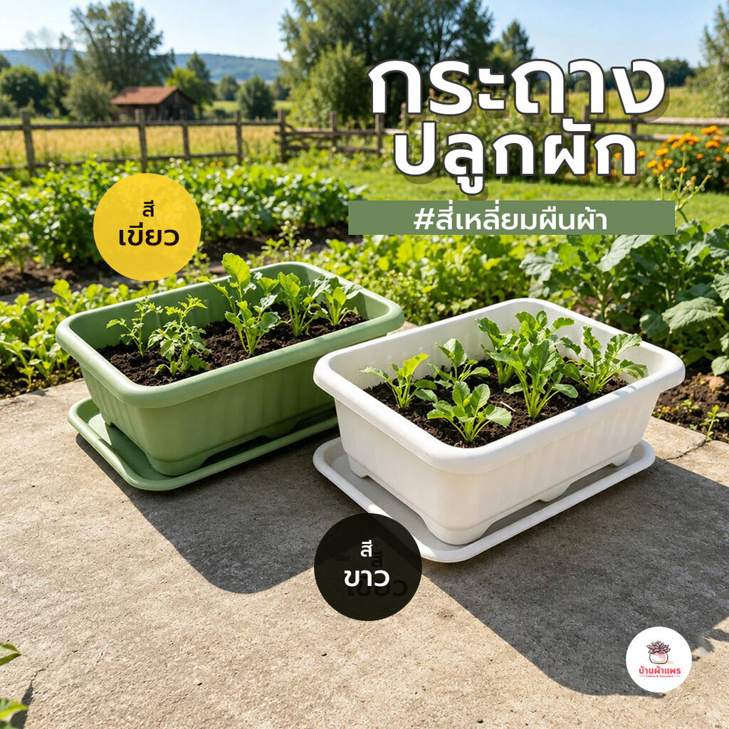 กระถางปลูกผักสี่เหลี่ยมผืนผ้า กระถางพลาสติก แคคตัส กระบองเพชร ไม้อวบน้ำ Cactus&Succulent