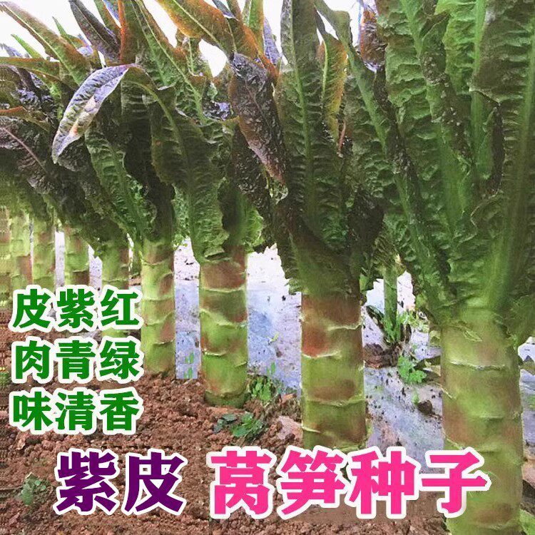 现货红莴苣种子莴笋苗秋冬莴苣菜种籽四季春秋蔬菜种孑莴笋种籽四季Red lettuce seeds lettuce seedlings autumn and winter lettuce seeds20