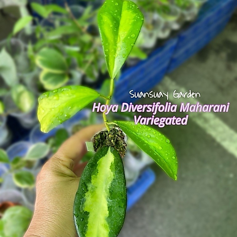 Hoya diversifolia maharani variegated โฮยามาใหม่ โฮยาใบด่าง โฮยาน่าสะสม