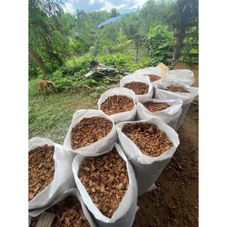 กาบมะพร้าวสับ (ยกกระสอบใหญ่ 12-13kg.) กาบจากเปลือกมะพร้าว เปลือกมะพร้าวสับ มะพร้าวสับ ทำให้ดินโปร่ง
