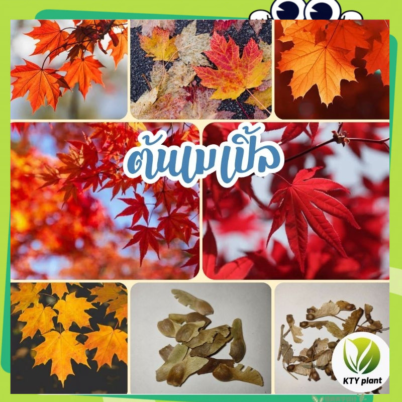 เมล็ดต้นเมเปิ้ล 50 เมล็ด เมเปิ้ลแดง เมเปิ้ลญี่ปุ่น(Japanese Red Maple Tree Seeds)อัตรางอกสูง พันธุ์แท้ โตไว