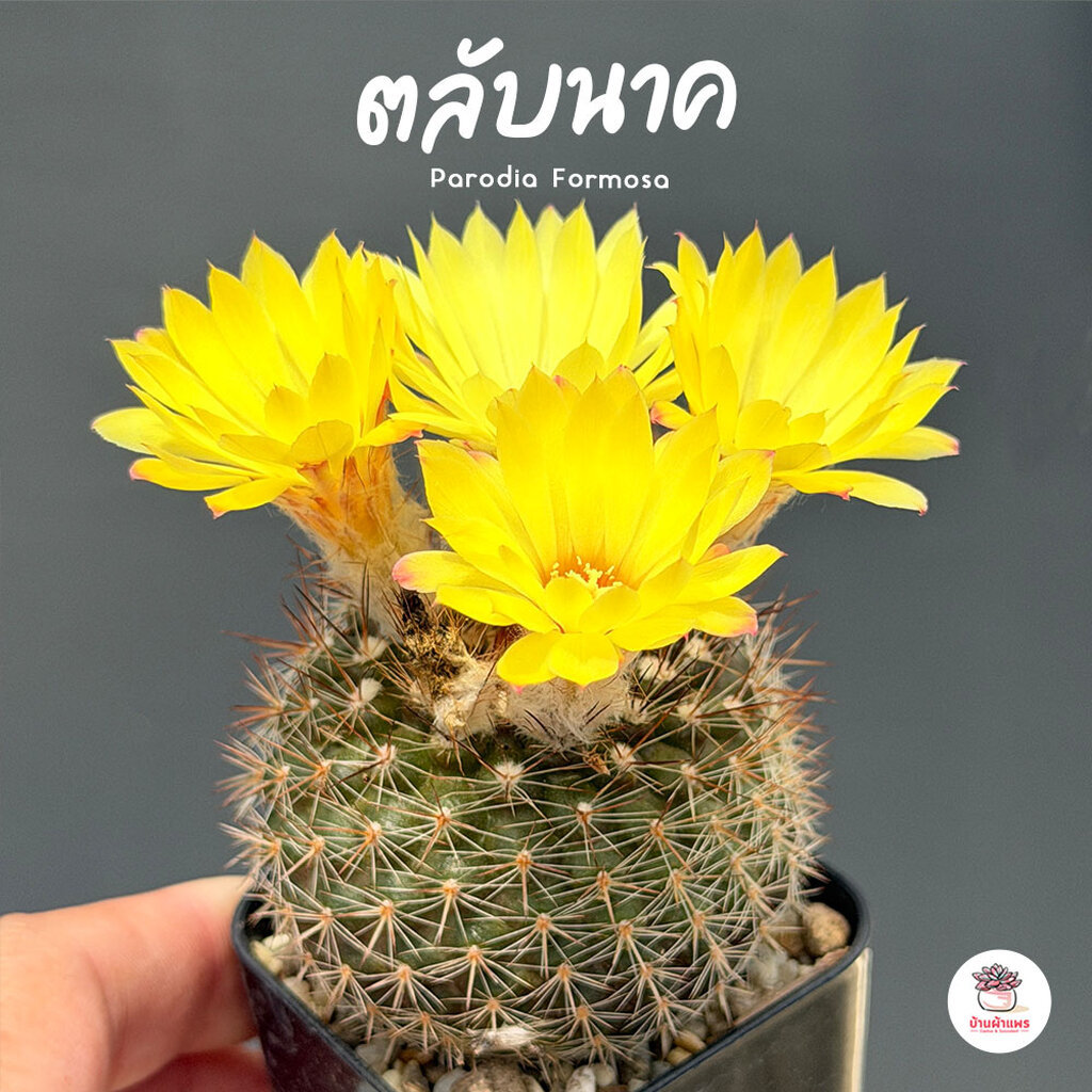 ตลับนาค Parodia Formosa แคคตัส กระบองเพชร cactus&succulent