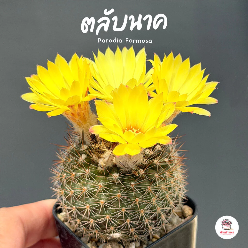 ตลับนาค Parodia Formosa แคคตัส กระบองเพชร cactus&succulent