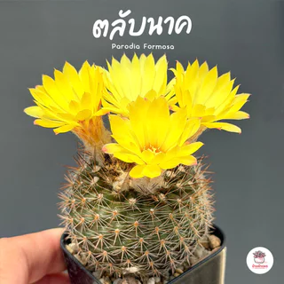 ตลับนาค Parodia Formosa แคคตัส กระบองเพชร cactus&succulent