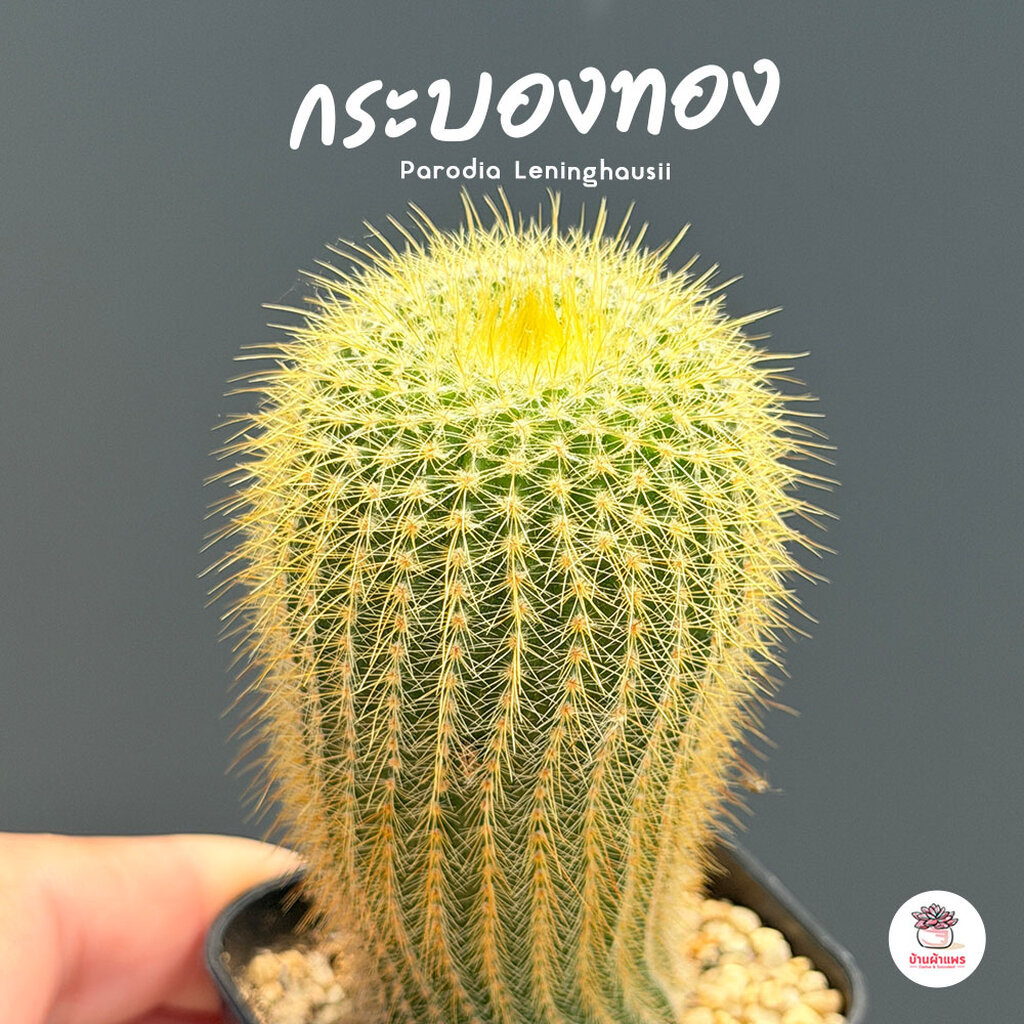 กระบองทอง #กอ Parodia Leninghausii แคคตัส กระบองเพชร cactus&succulent