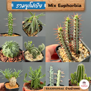 รวมยูโฟเบีย Mix Euphorbia แคคตัส กระบองเพชร ไม้อวบน้ำ cactus&succulent