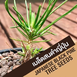(ล็อต 29/05/69) เมล็ดสนดำญี่ปุ่น ต้นสนดำญี่ปุ่น เมล็ดใหม่ บอนไซ