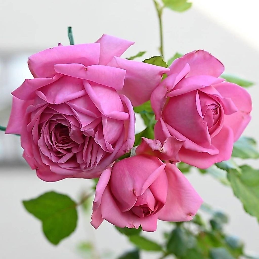 ปอม ปาดัวร์(Pom padour)กุหลาบฝรั่งเศส ทรงพุ่ม ดอกขนาดกลาง-ใหญ่ กลิ่นหอมแรง