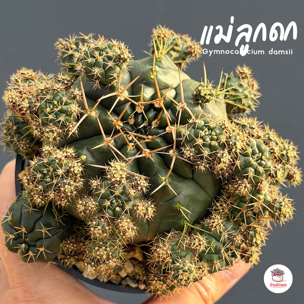 ยิมโน มอนโทรส Gymnocalycium Monstrose แคคตัส กระบองเพชร cactus&succulent